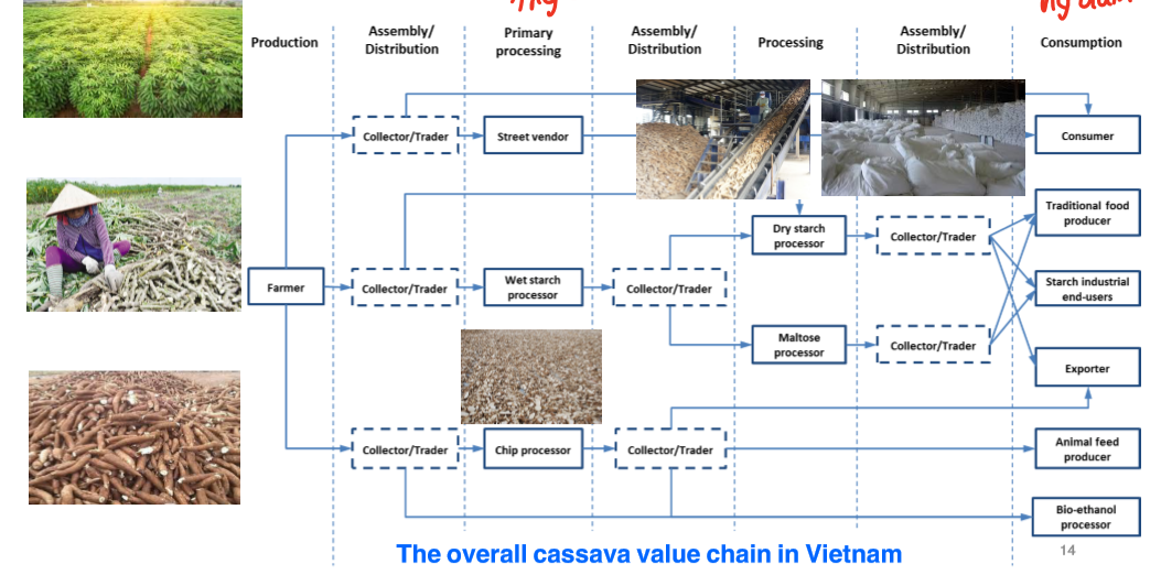 Hình 2: Chuỗi giá trị của cây sắn tại Việt Nam (Nguồn: To Kim Anh – Hanoi University of Science and Technology)